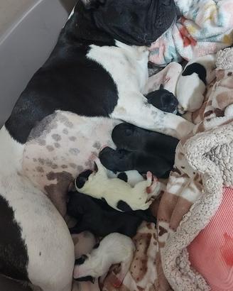 Cuccioli di Buldog francese
