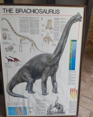 Gigantografia - Brachosaurius
