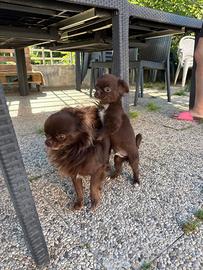 Chihuahua SUPER maschietto MICRO