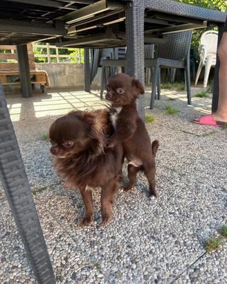 Chihuahua SUPER maschietto MICRO