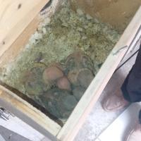 Pulli di inseparabili da imbecco