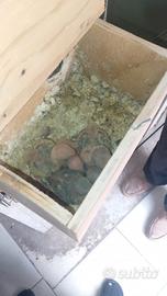 Pulli di inseparabili da imbecco