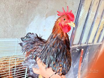 Gallo cocincina nana