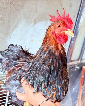 Gallo cocincina nana