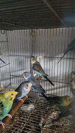 Cocorite