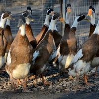 Anatre corritrici camoscio