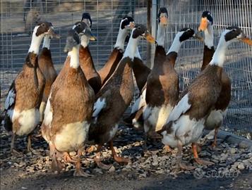 Anatre corritrici camoscio