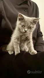 Splendida gattina Scottish Straight