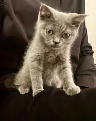 Splendida gattina Scottish Straight