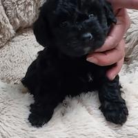 Cuccioli di Barboncino neri maschi