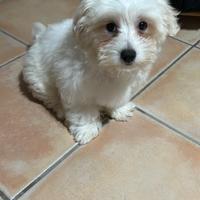Maltese 3 mesi