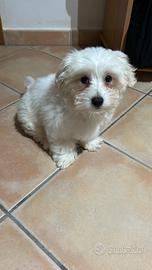 Maltese 3 mesi