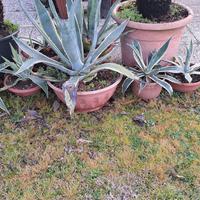 Piante di agave.Piante di camelia.