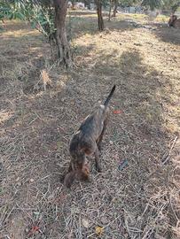 Cani da caccia al cinghiale