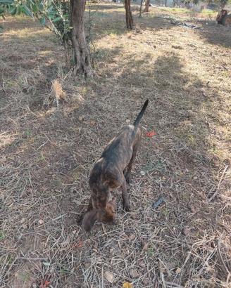 Cani da caccia al cinghiale
