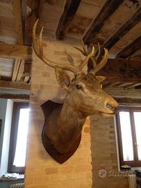CERVO TROFEO DI CACCIA