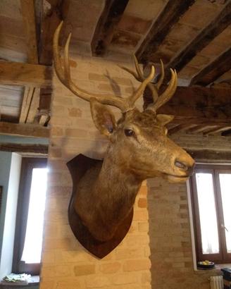 CERVO TROFEO DI CACCIA
