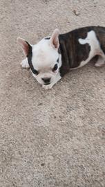 Bulldog francese