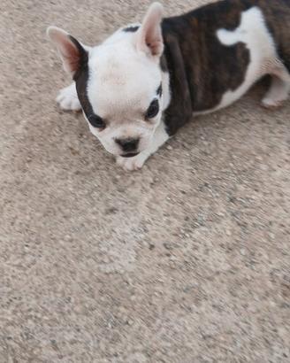Bulldog francese