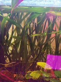 Vallisneria gigantea acquario tropicale 
