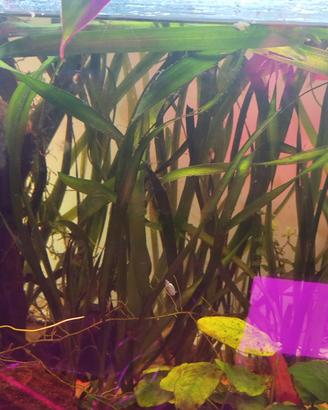 Vallisneria gigantea acquario tropicale 