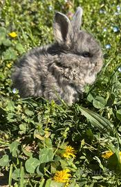 Coniglio Testa Di Leone Nano