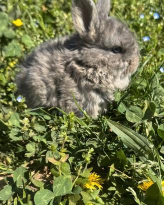 Coniglio Testa Di Leone Nano