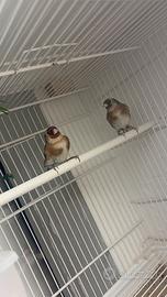 Coppia cardellini nostrani