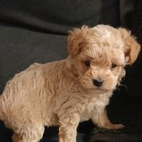 Maltipoo maschietto piccolissimo