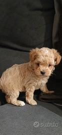 Maltipoo maschietto piccolissimo