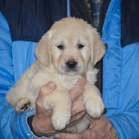 Cuccioli Golden Retriever