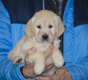 Cuccioli Golden Retriever