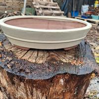 vaso bonsai 
