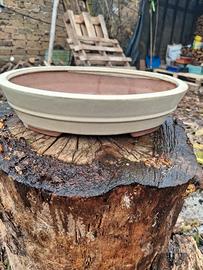 vaso bonsai 