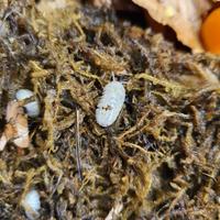 Armadillidium Vulgare Magic Potion 12+ pezzi