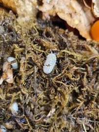 Armadillidium Vulgare Magic Potion 12+ pezzi