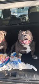 American Bully x monte