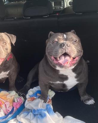 American Bully x monte
