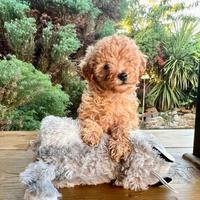 Cuccioli di barboncini maschio e femmina