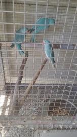 Parrocchetti dal collare cleartail