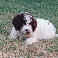 Cuccioli di lagotto romagnolo