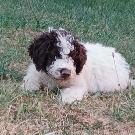 Cuccioli di lagotto romagnolo