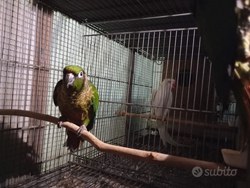 Parrocchetti e conuri