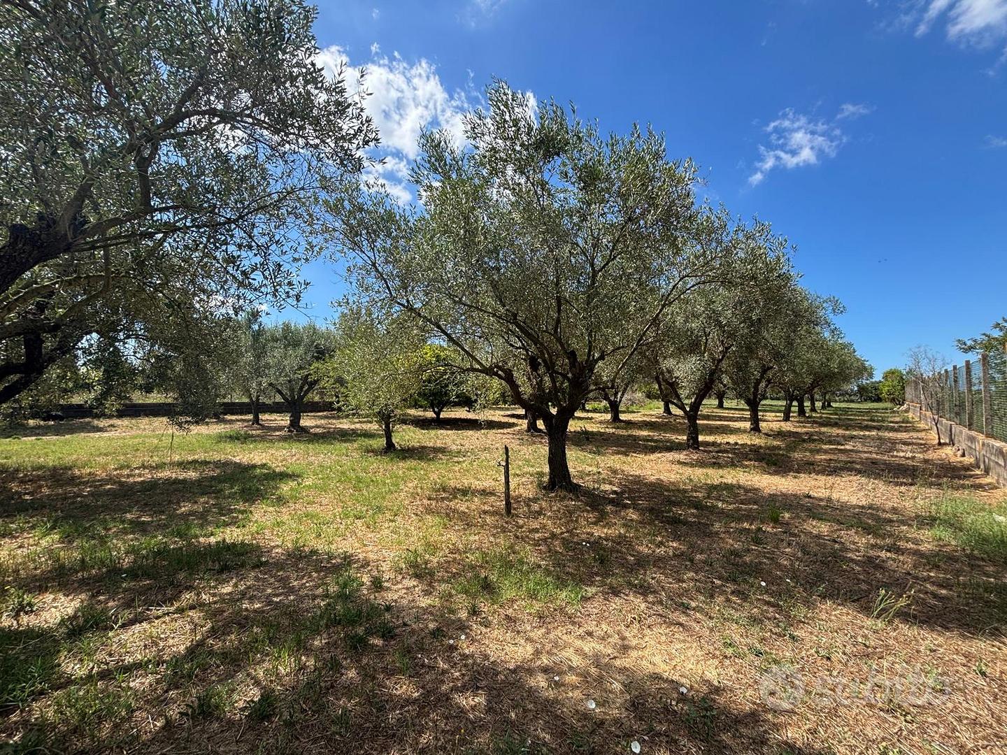 Terreno agricolo via Rovito Nettuno - Vista 2