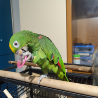 Amazzone fronte gialla allevata a mano