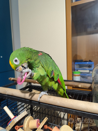 Amazzone fronte gialla allevata a mano