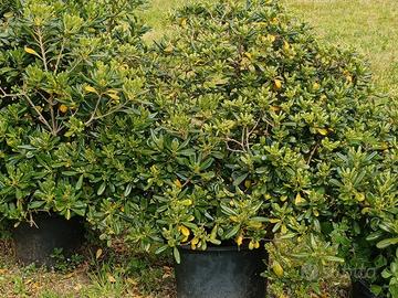 Pitosforo alto circa 1.50 m in vaso