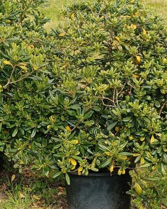 Pitosforo alto circa 1.50 m in vaso