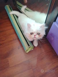 gattino persiano