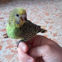 Pappagalli cocorite allevati a mano